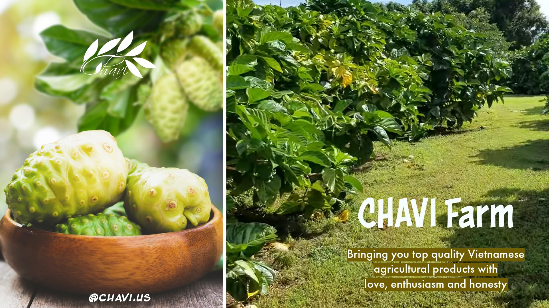 CHAVI Noni Tea | 20 Tea Bags per Box