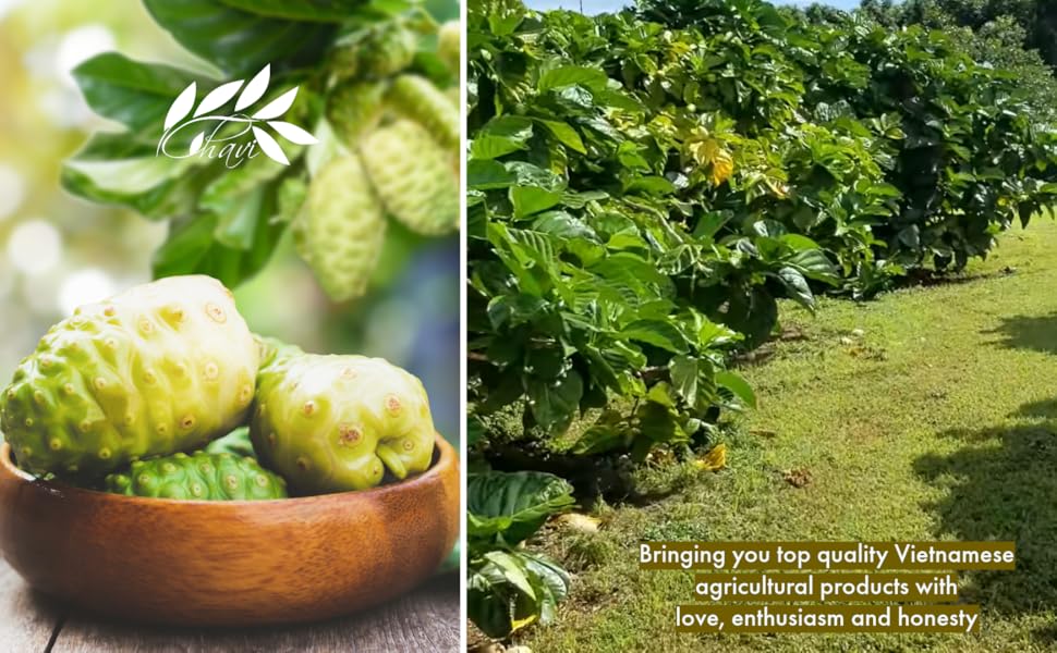 CHAVI Dried Noni Slides