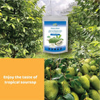 CHAVI Freeze Dried Soursop Fruit