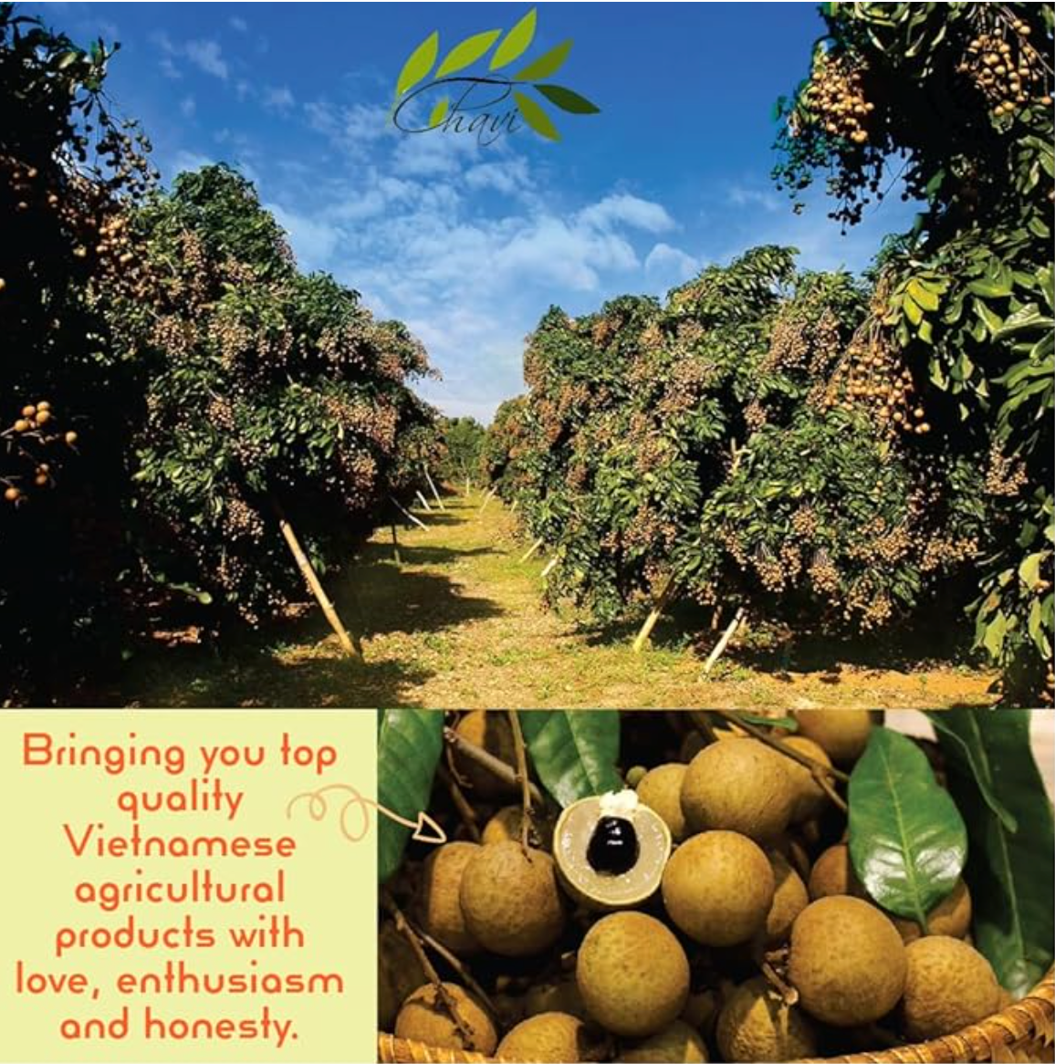 CHAVI Freeze-Dried Longan - 2 Oz - Healthy 1 Ingredient Superfood Supersnacks - No Added Sugars or Preservatives - Non-GMO, Vegan, Gluten-Free…