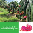 CHAVI Freeze-Dried Diced Dragon Fruit Snack - Pack of 2 x 2 oz - Healthy 1 Ingredient Superfood - No Added Sugars or Preservatives - Non-GMO, Vegan, Gluten-Free (Pack of 2)…