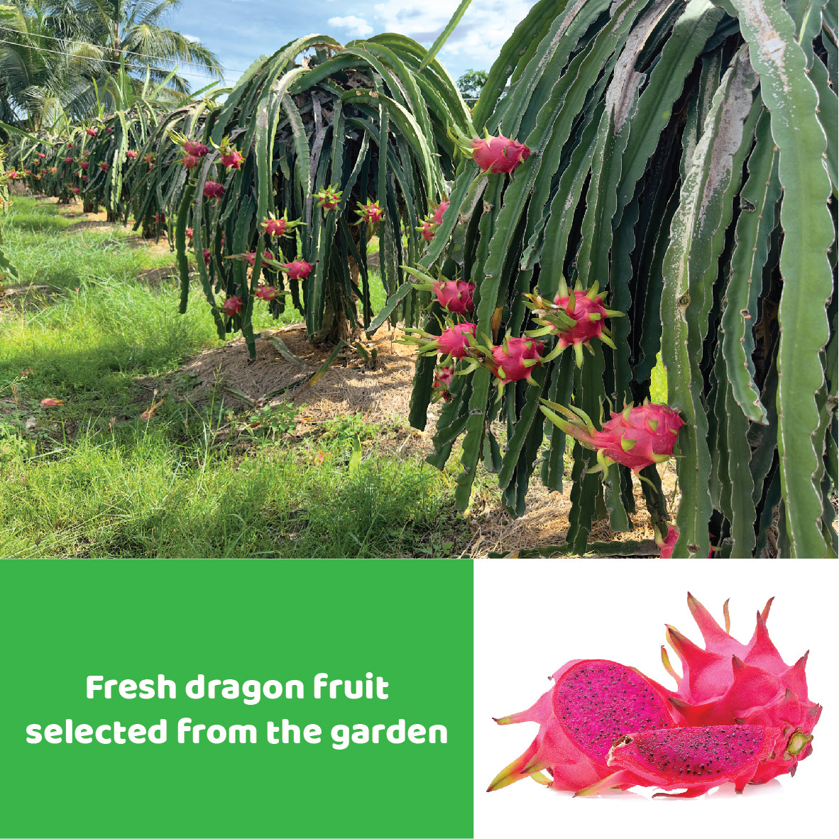 CHAVI Freeze-Dried Diced Dragon Fruit Snack - Pack of 2 x 2 oz - Healthy 1 Ingredient Superfood - No Added Sugars or Preservatives - Non-GMO, Vegan, Gluten-Free (Pack of 2)…