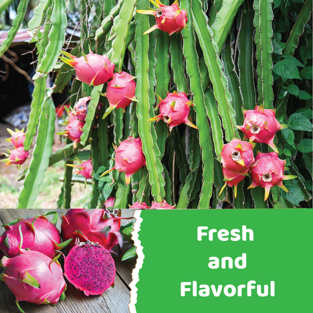 CHAVI Freeze-Dried Diced Dragon Fruit Snack | 12 oz | Pack of 6 x 2 oz - Healthy 1 Ingredient Superfood - No Added Sugars or Preservatives - Non-GMO, Vegan, Gluten-Free