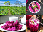 Healthy snack – CHAVI Freeze-Dried Dragon Fruit 100% real fruit