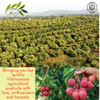 CHAVI Freeze-Dried Lychee | 4 oz | pack of 2 - Healthy 1 Ingredient Superfood Supersnacks - No Added Sugars or Preservatives - Non-GMO, Vegan, Gluten-Free